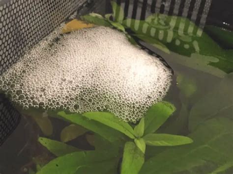 fish nest|Betta Bubble Nest: Why Are They Made & What Do .